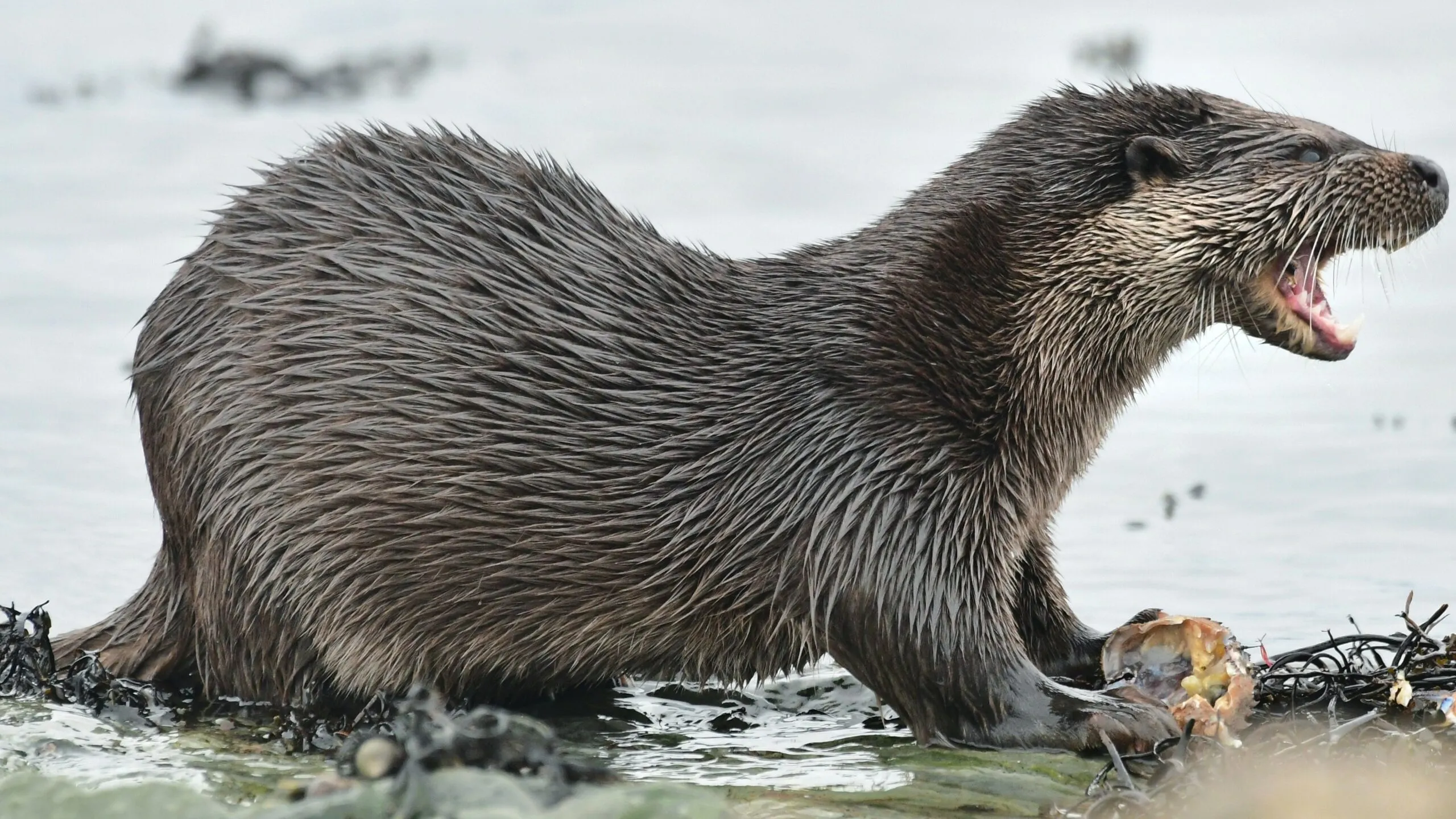 otter lutra lutra foto john williams 1 scaled