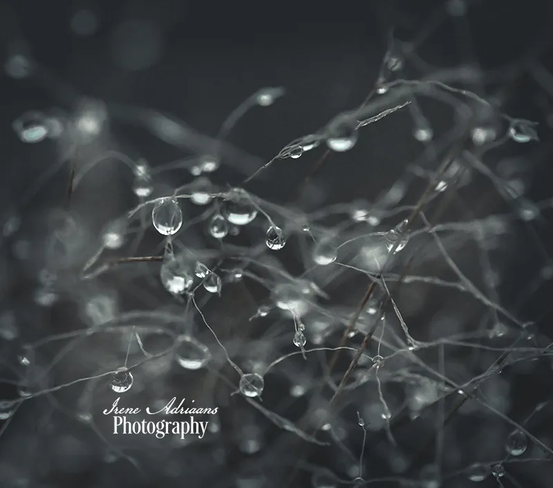 regendruppels villa vredelust tilburg