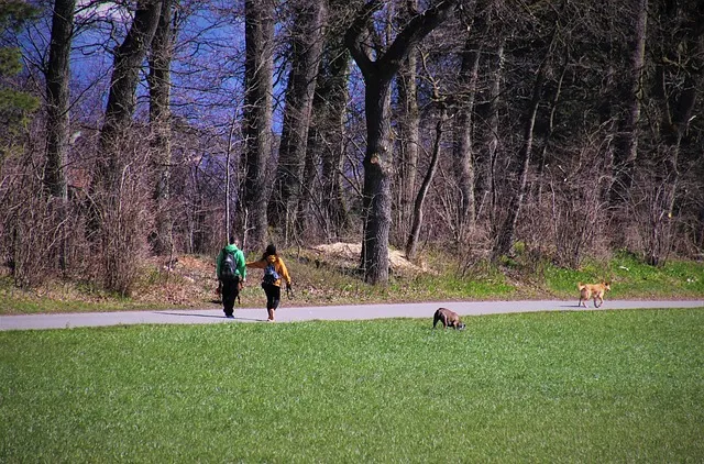 walking the dog g8a9a563d5 640