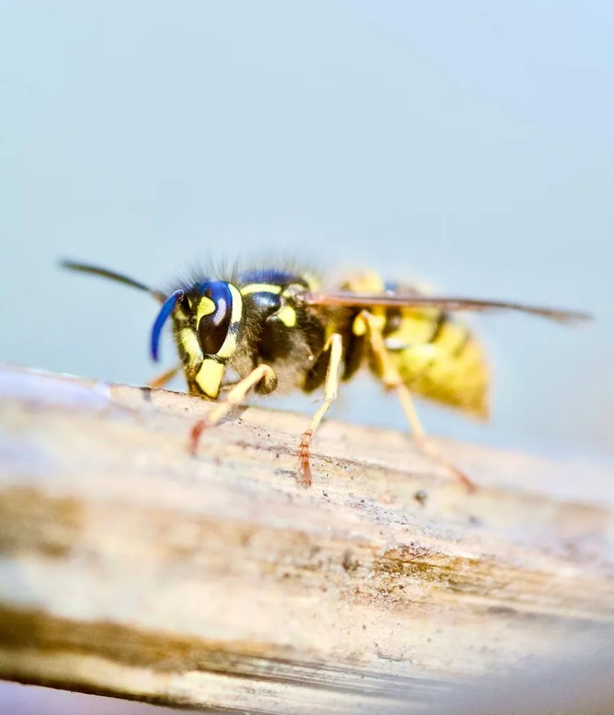 gewone wesp eric mahieu