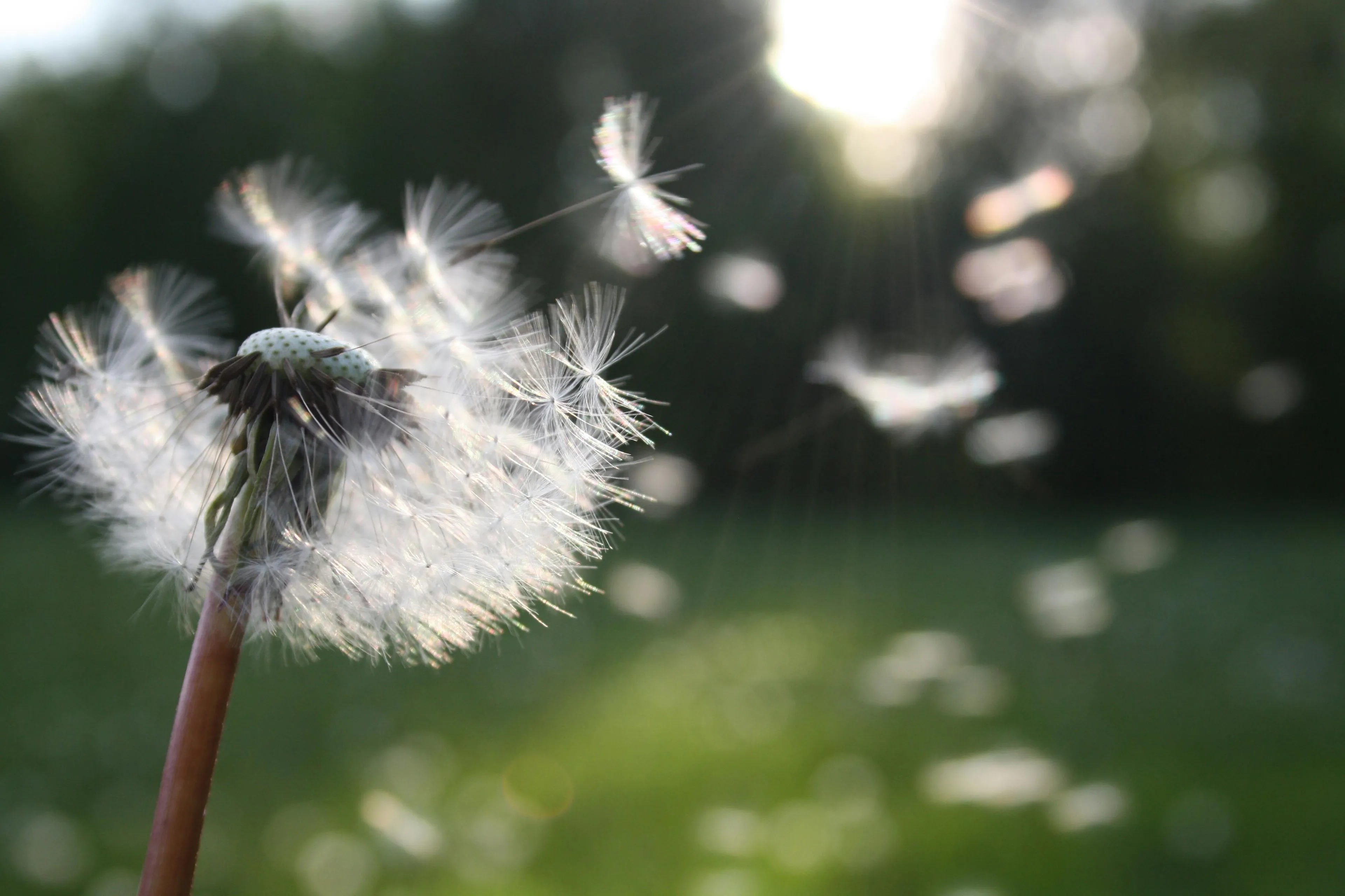 pexels vrij paardenbloem