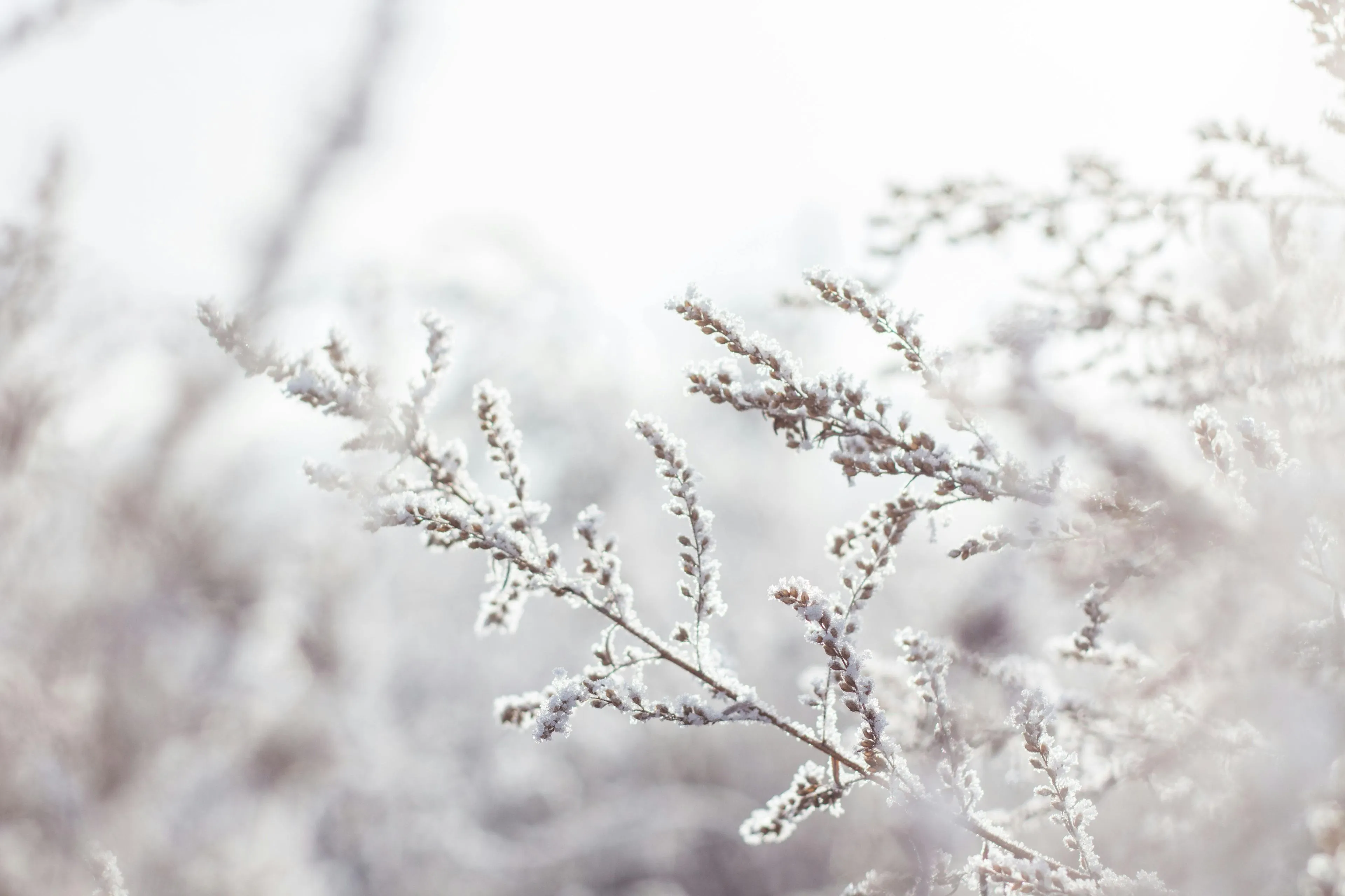 winter sneeuw