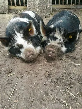 24257437 1226239497520250 213410289 n