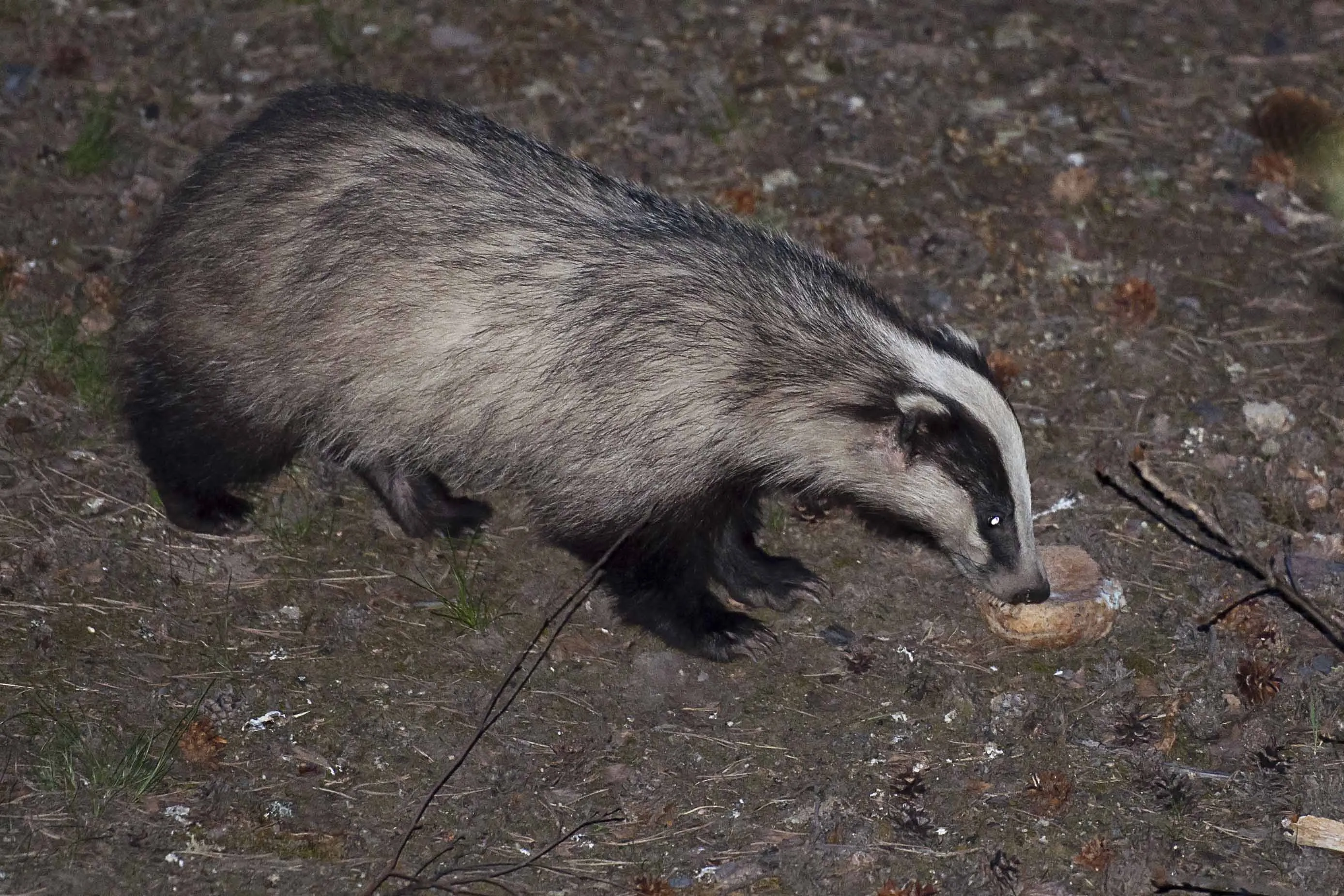 badger 2372009