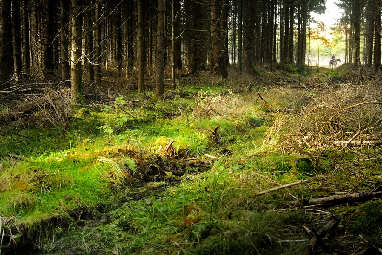 bos rust zon natuur sereen overlijden