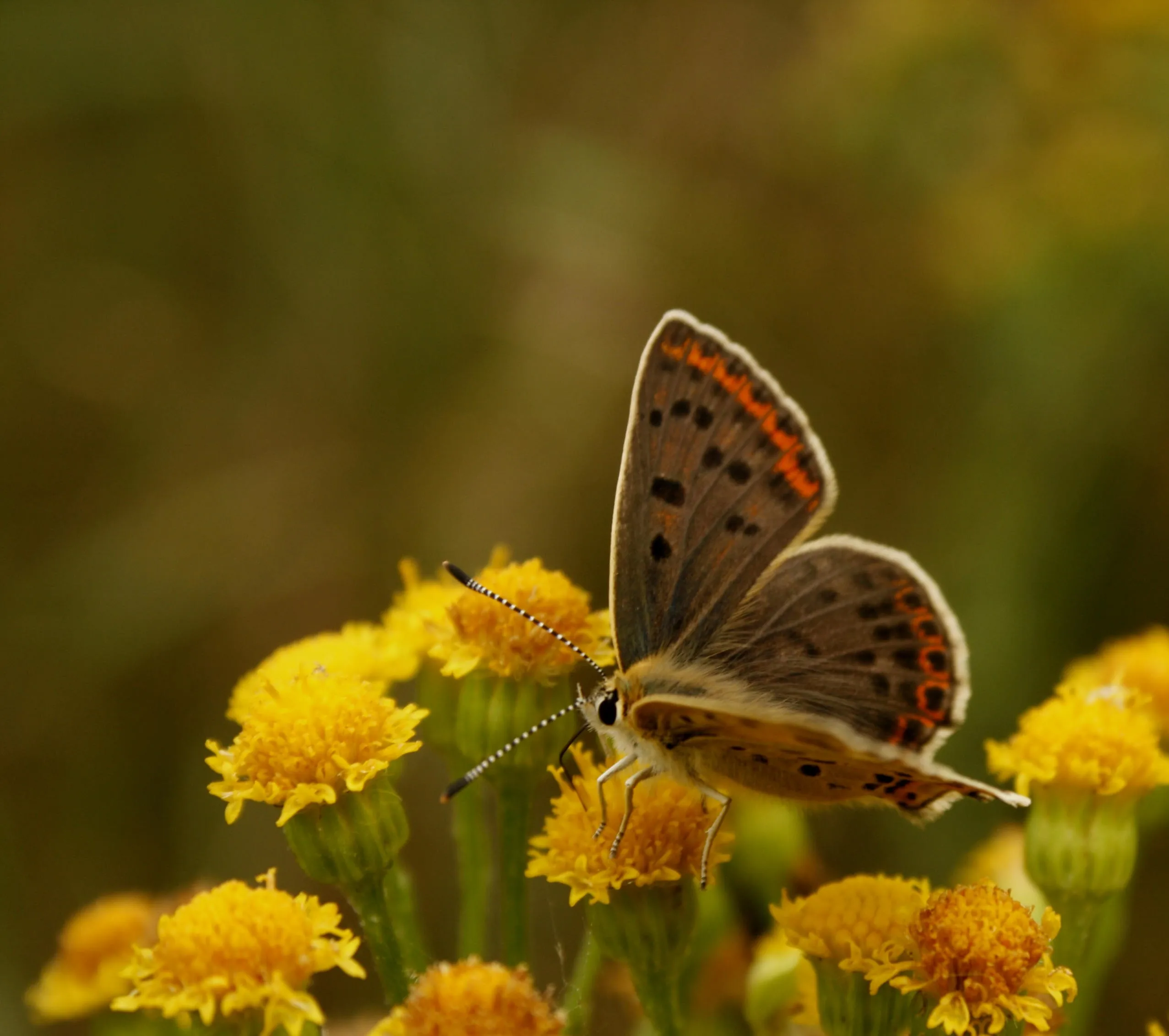 bruine vuurvlinder m bz 1c