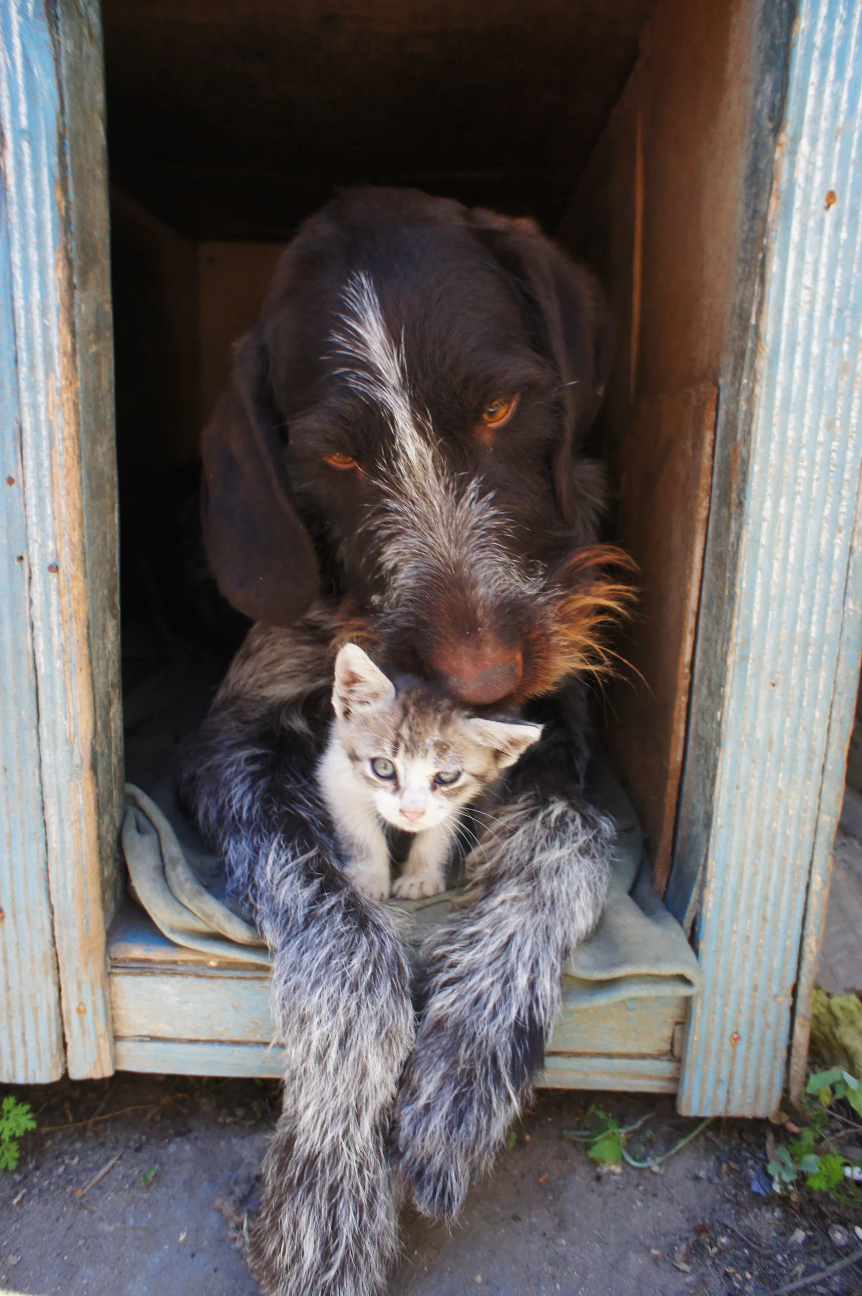 dog and cat 211503