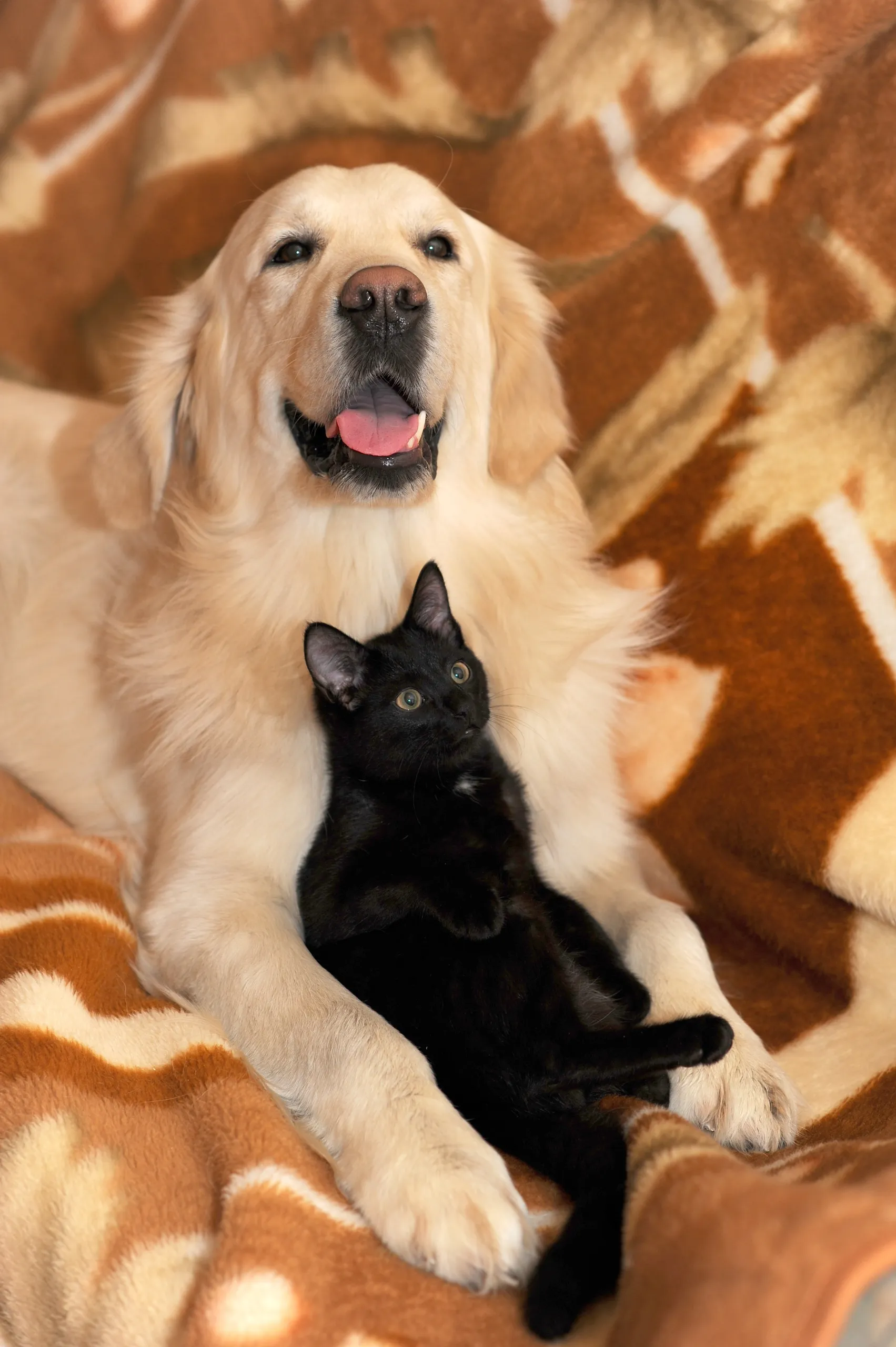 dog and cat 2908810