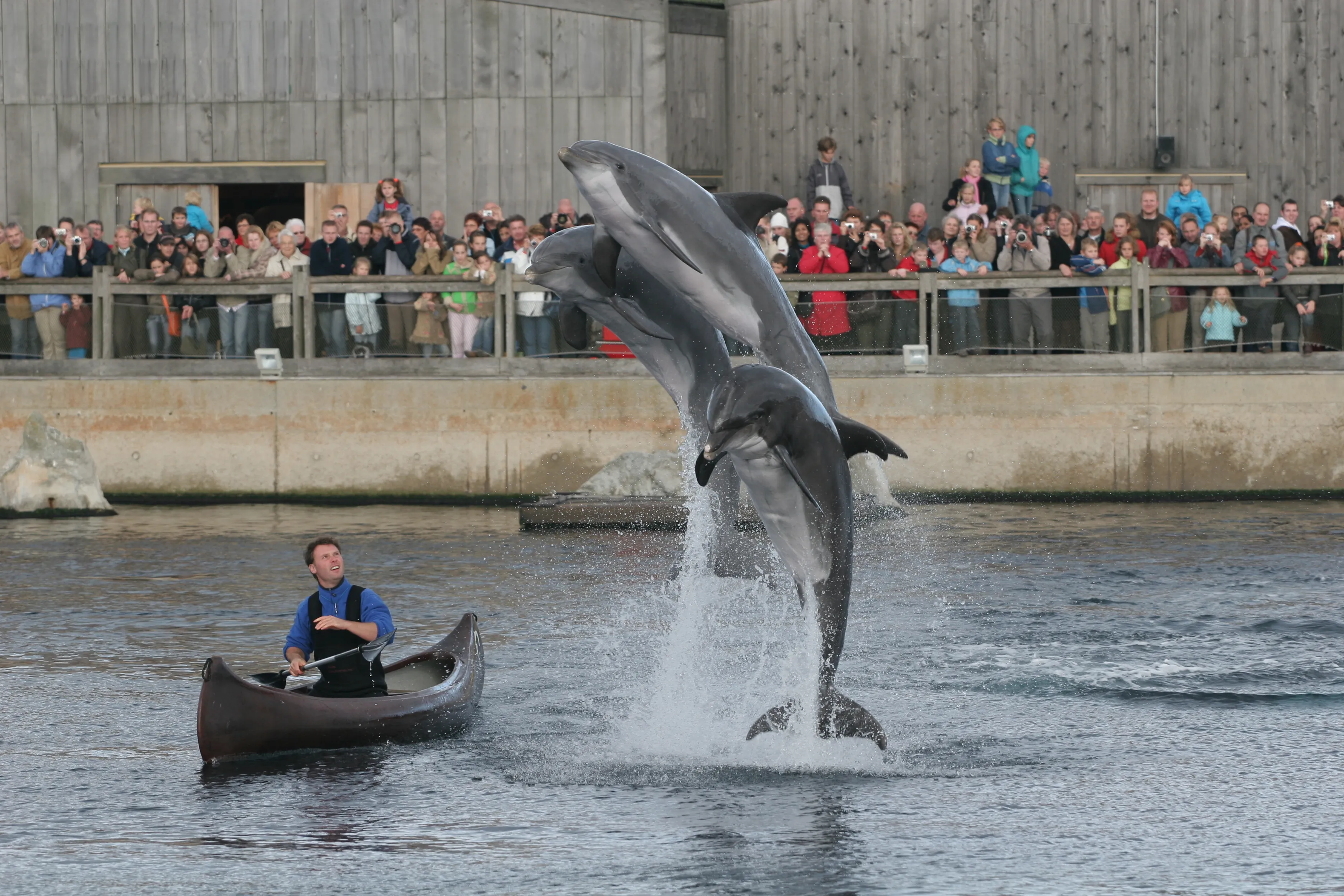 dolfinarium harderwijk