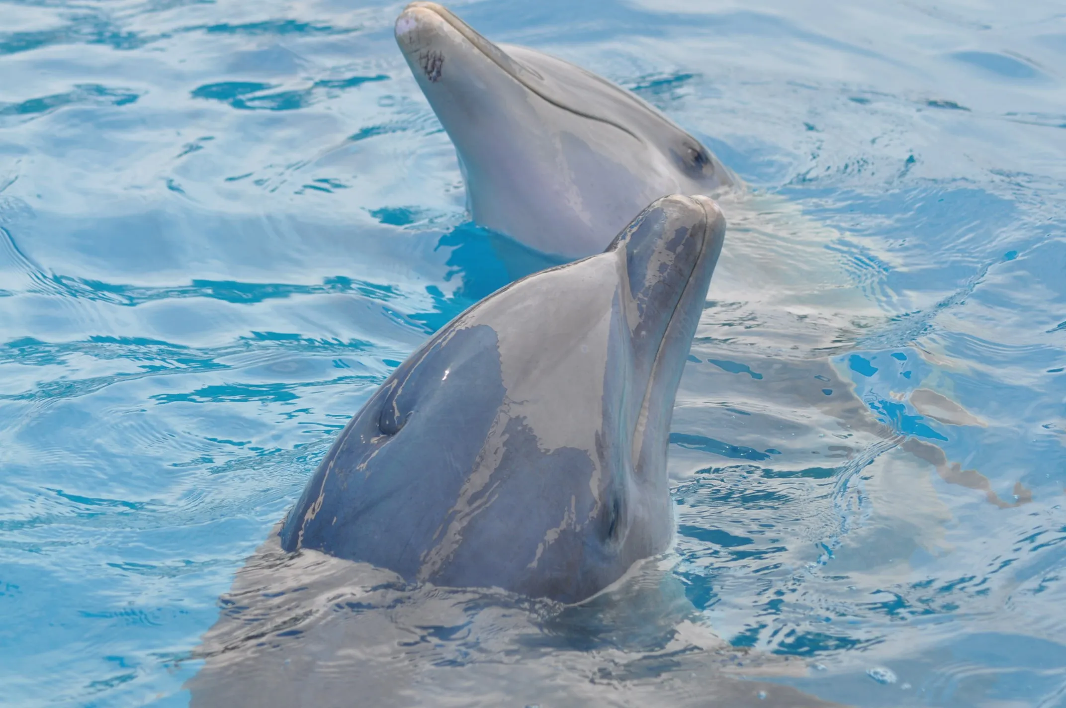 dolphin 989660