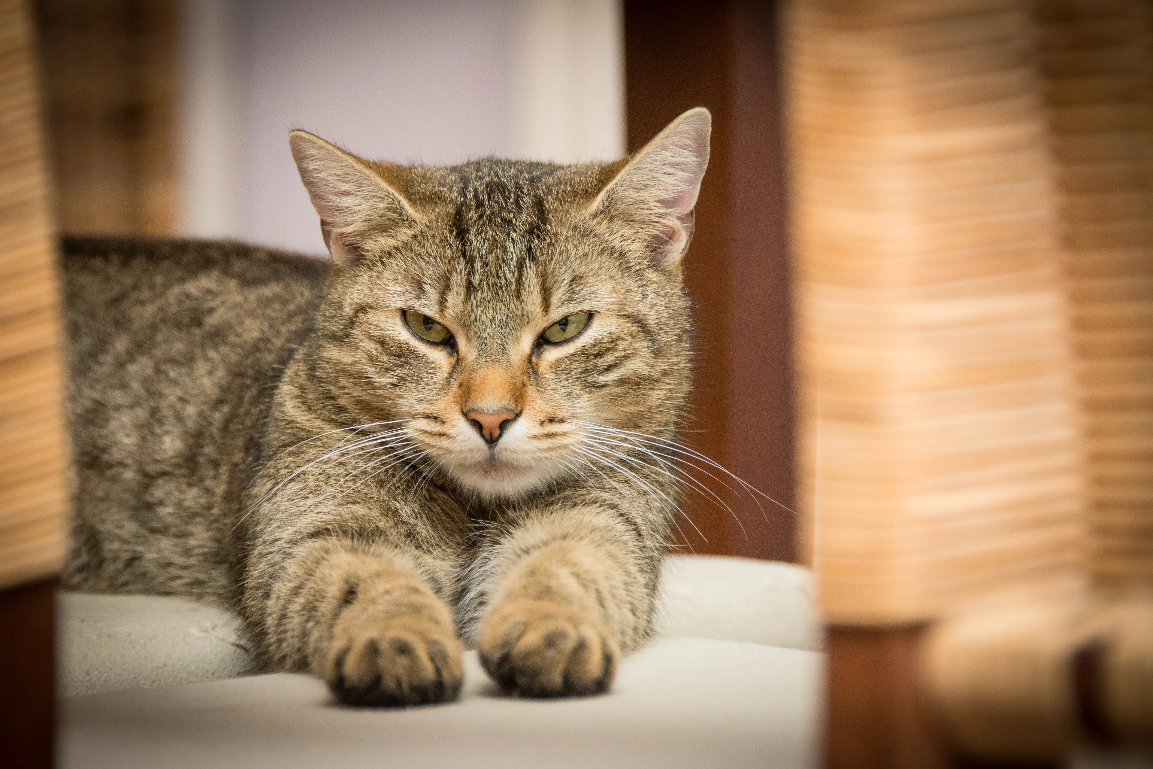 domestic cat 726989