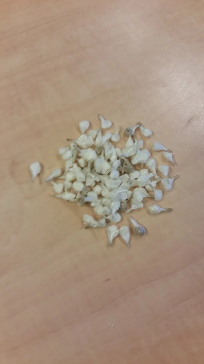 drugs bolletjes vangst tweelingstad wijkagent facebook braakenburg