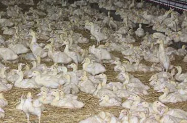 eendenfokkerij pluimvee ontheffing vogelgriep gemeente ermelo