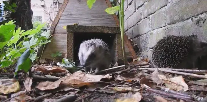 egelhuis diy timmeren still youtube michael de vries