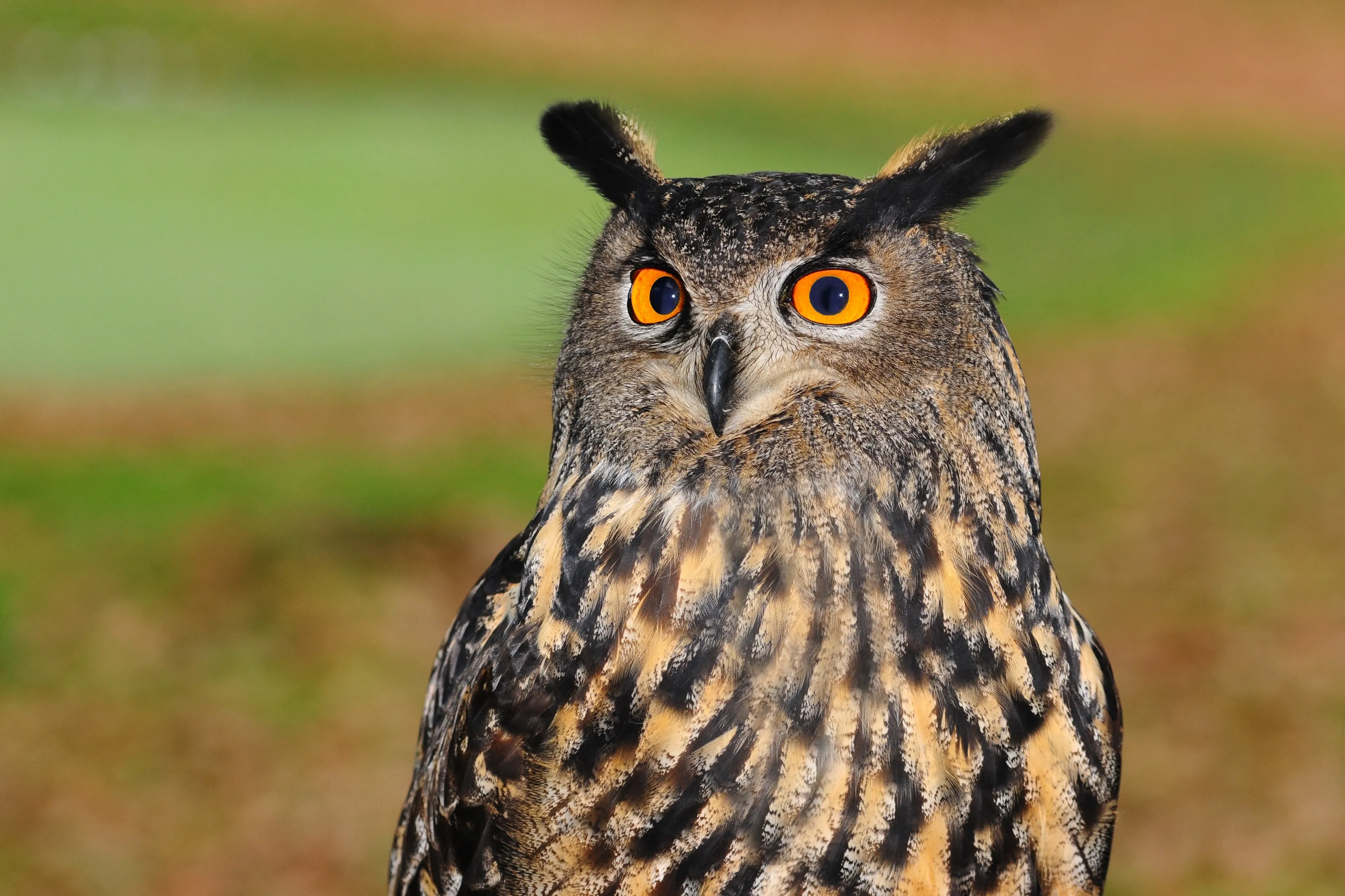 european eagle owl 2010346