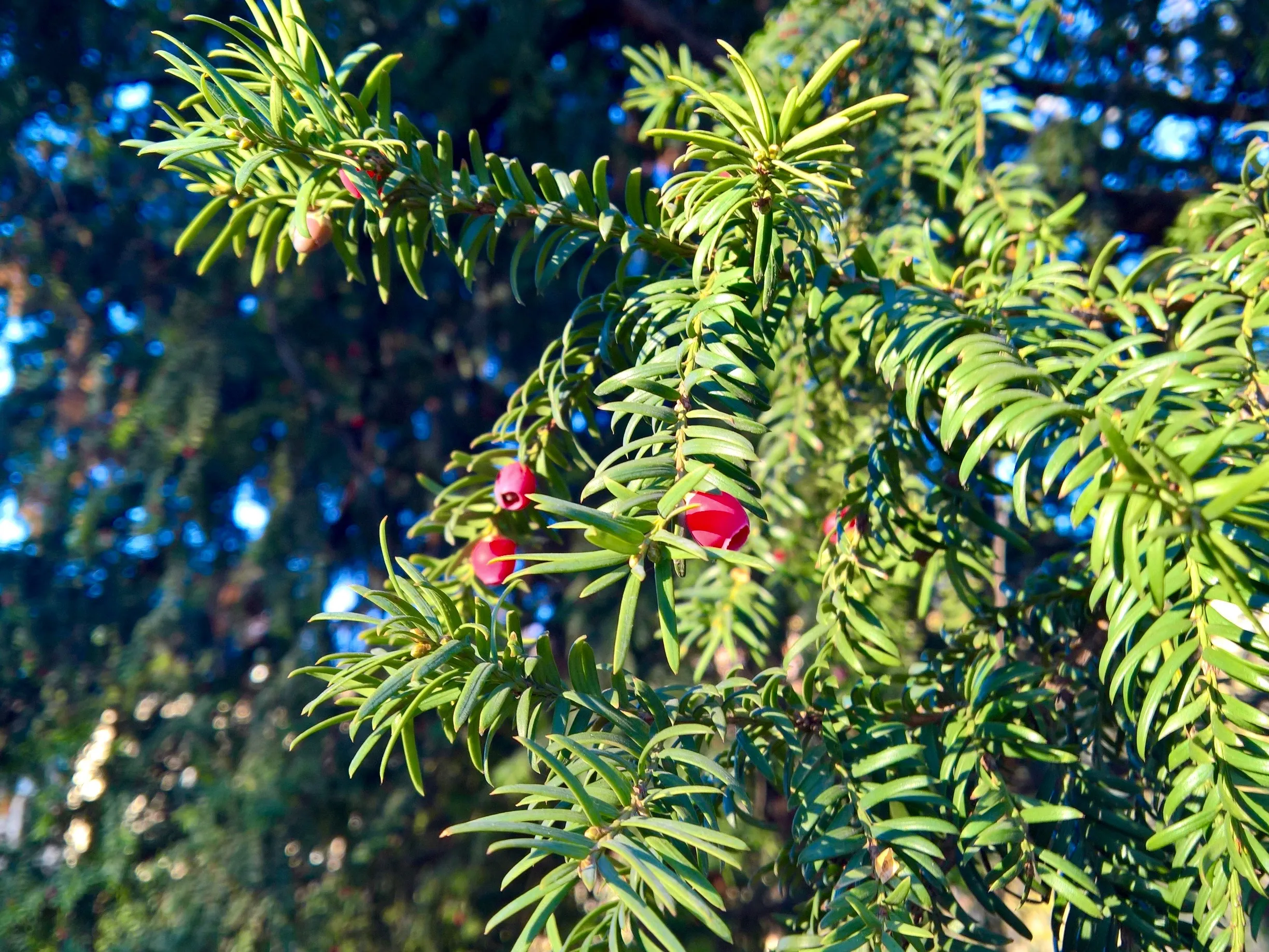 european yew 1880509