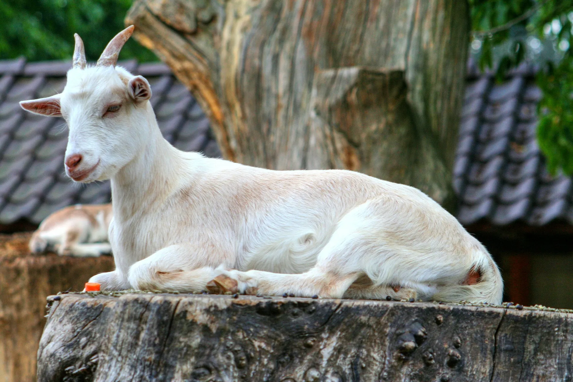 goat 208440 1920