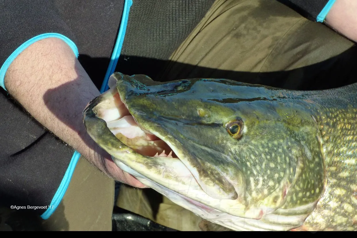 haven snoek agnes bergevoet 6