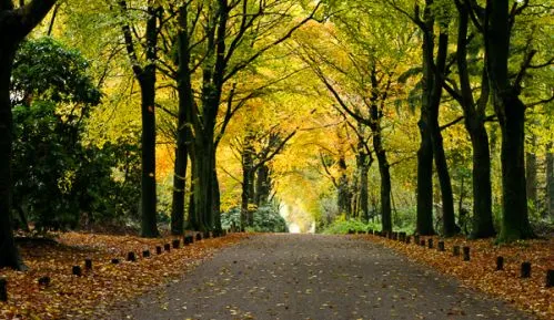 herfst blad bladkorf gemeente harderwijk