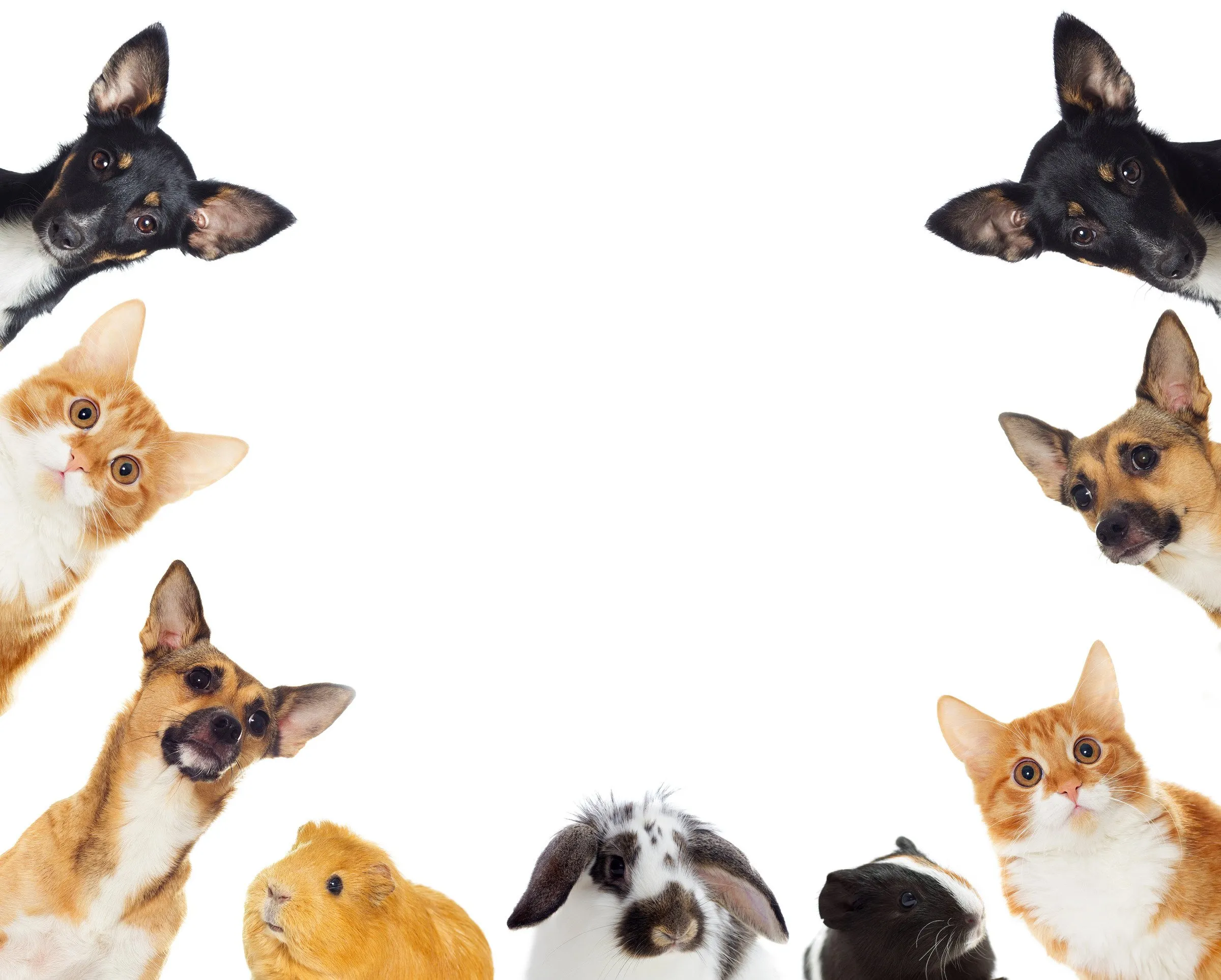 huisdieren canva abo
