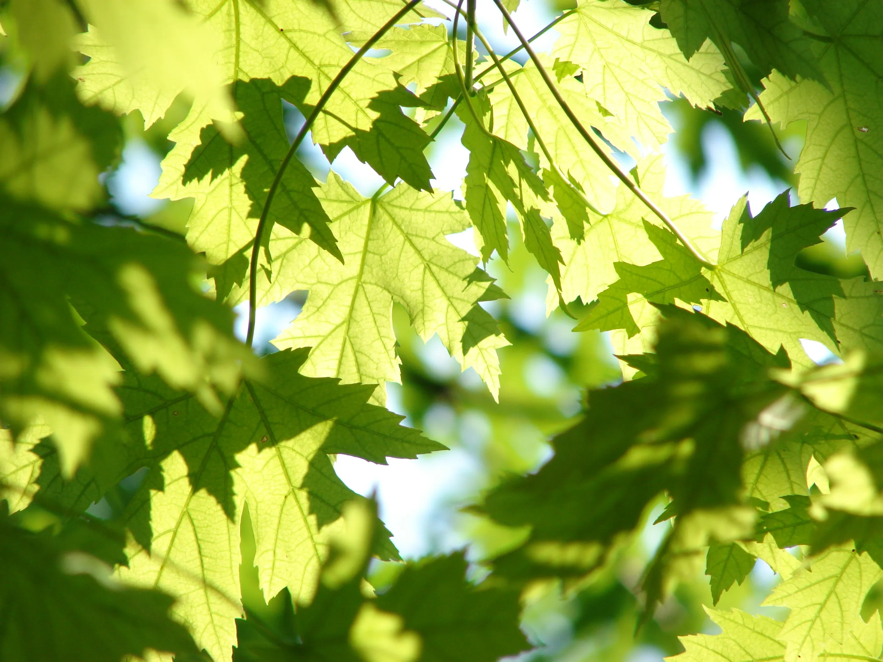 leaves 291024