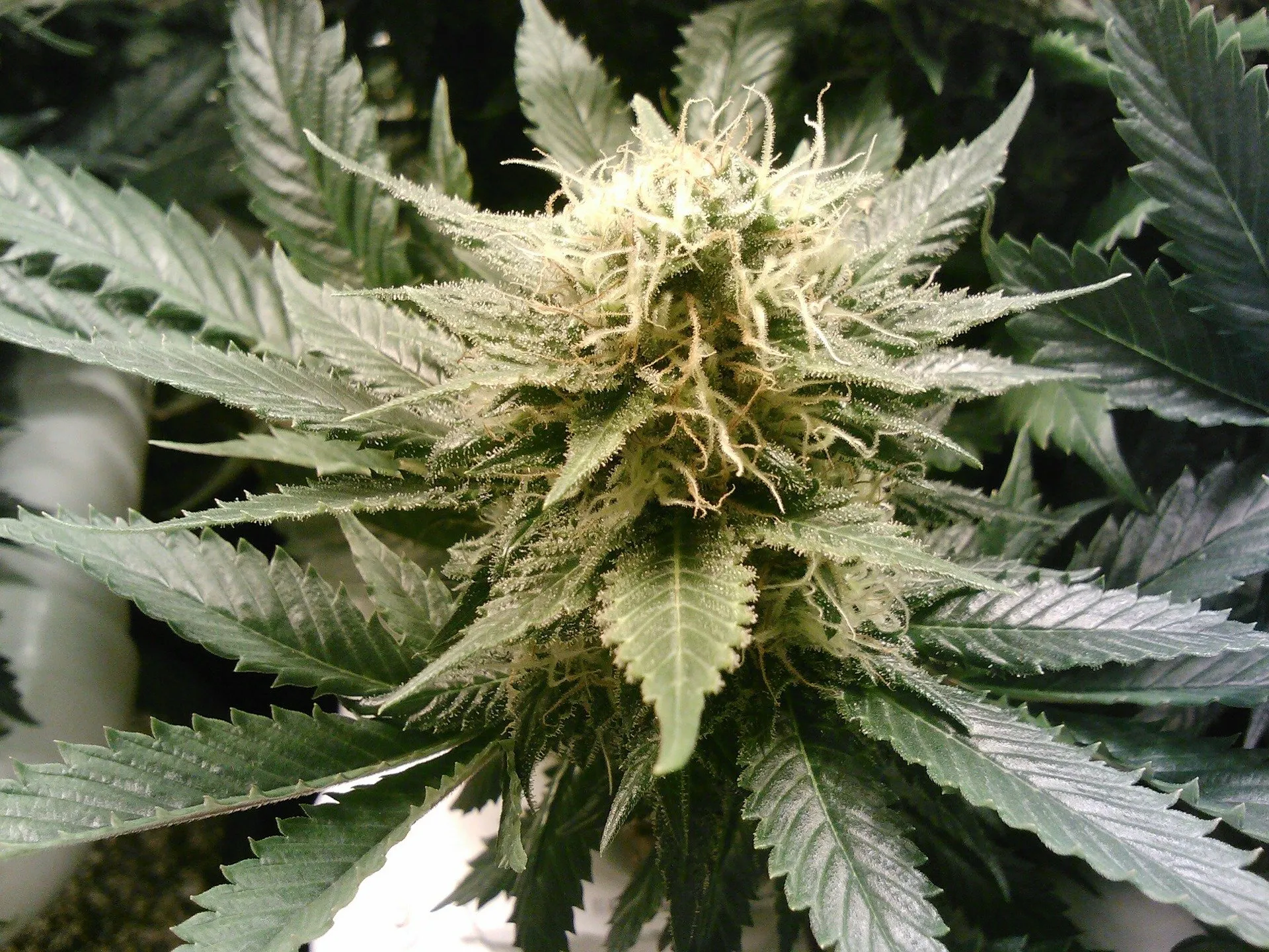 marijuana 269857 1920