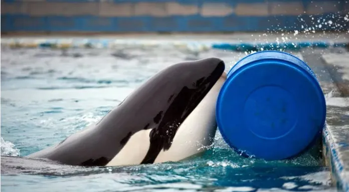 miorgan orca loro parque nieuws nl anp