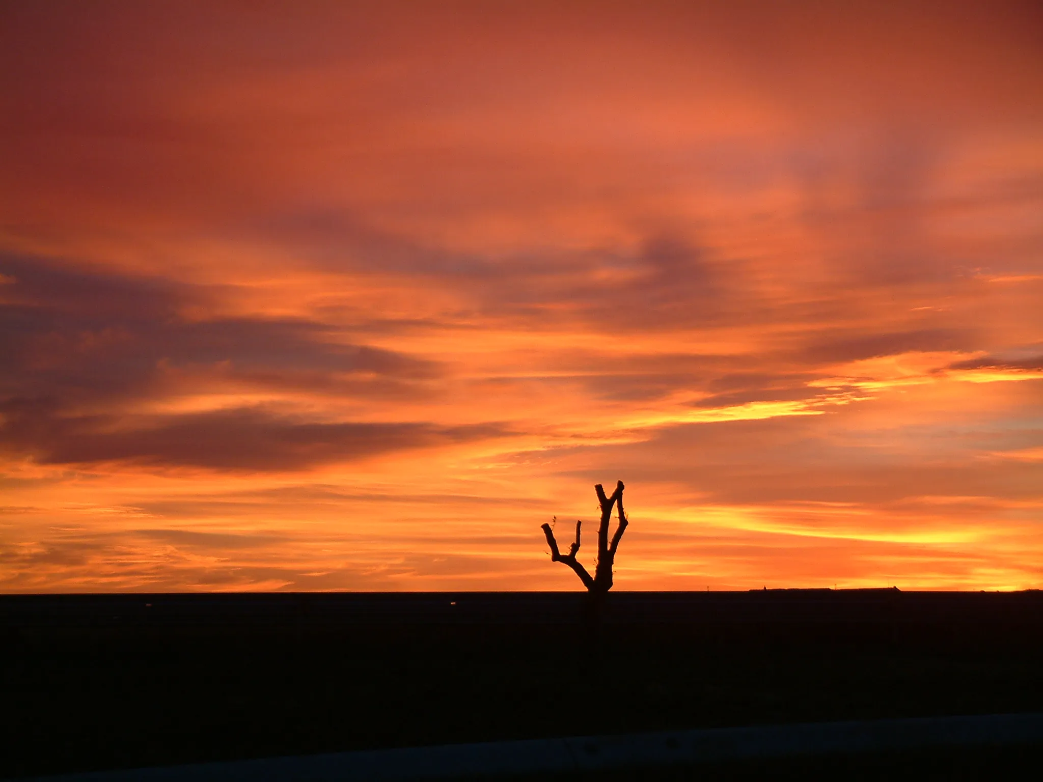 natuur overlijden rust sereen zonsondergang boom kaal