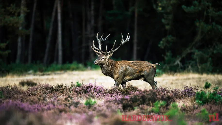 ontwerp zonder titel 2021 05 19t054544888