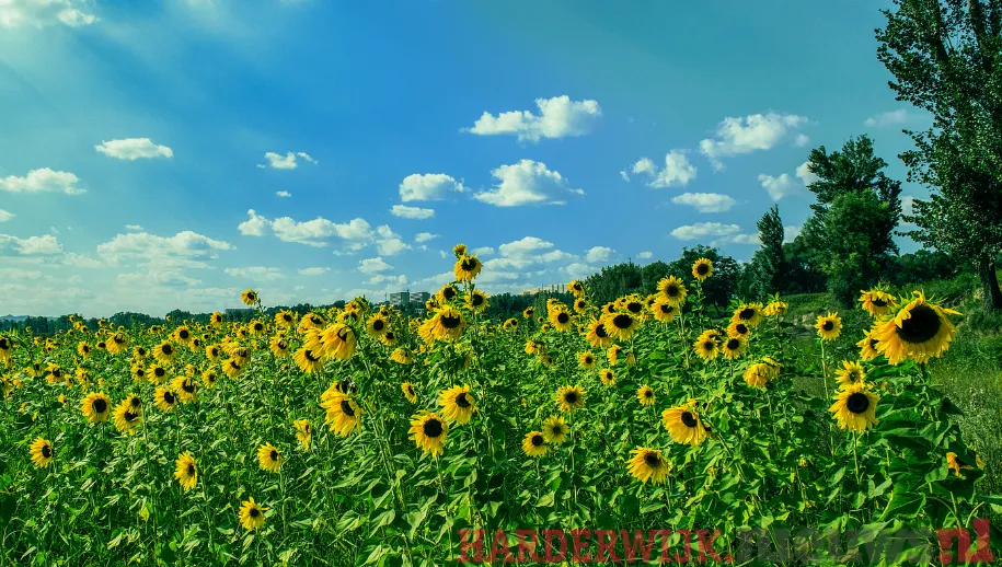 ontwerp zonder titel 22