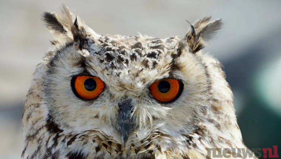 ontwerp zonder titel 24