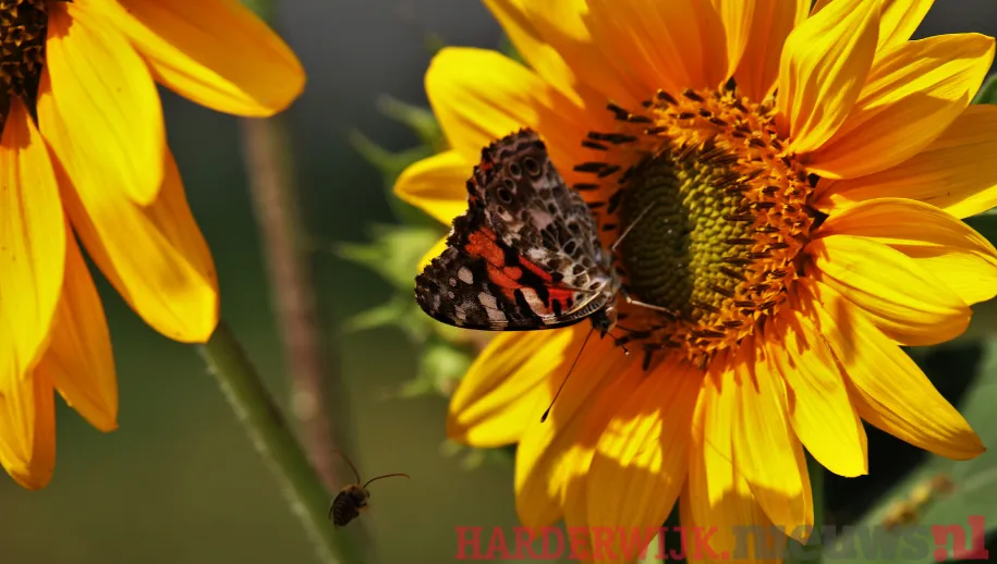 ontwerp zonder titel 26