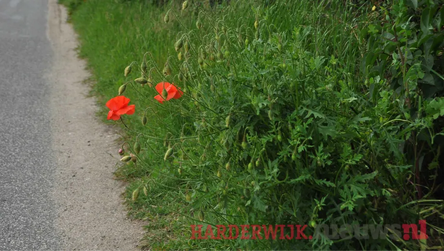 ontwerp zonder titel 29