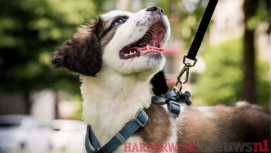 ontwerp zonder titel 43