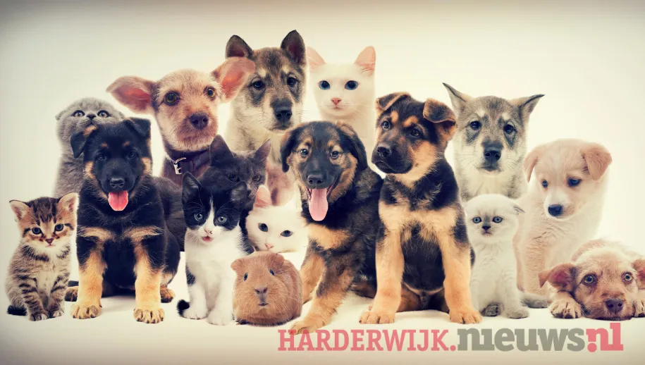 ontwerp zonder titel 51