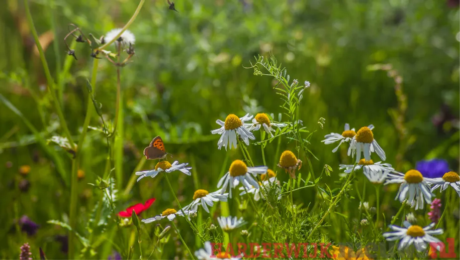 ontwerp zonder titel 52