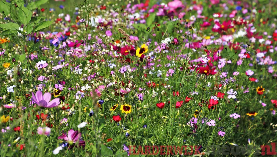 ontwerp zonder titel 62