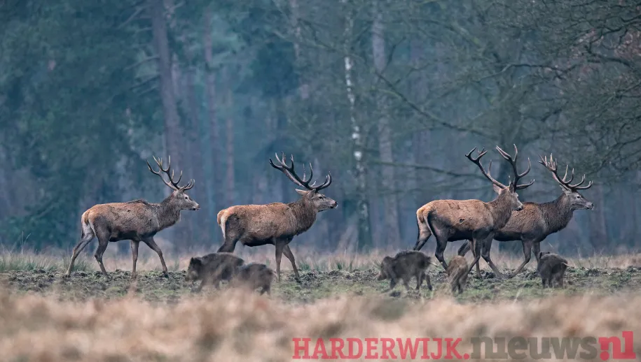 ontwerp zonder titel