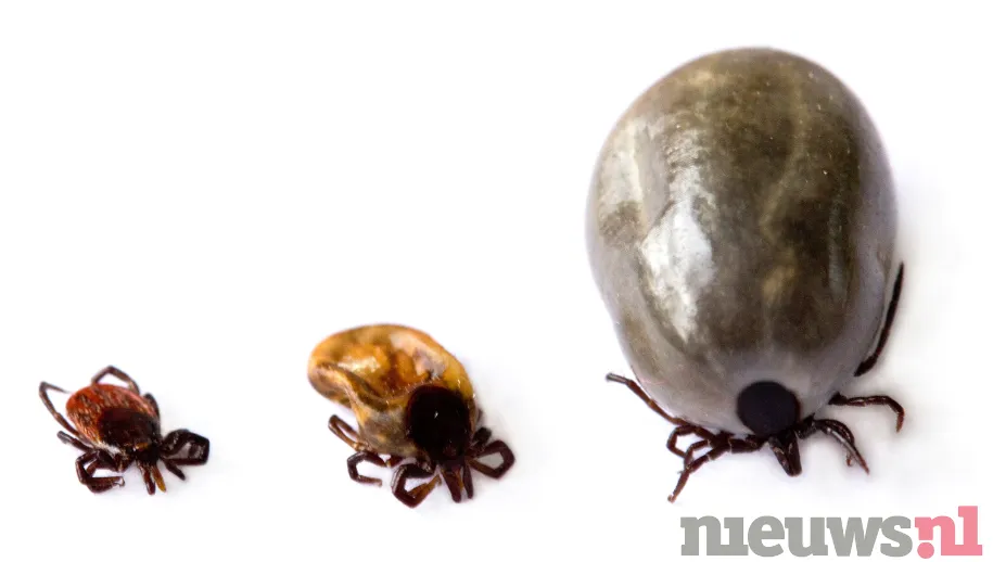 ontwerp zonder titel