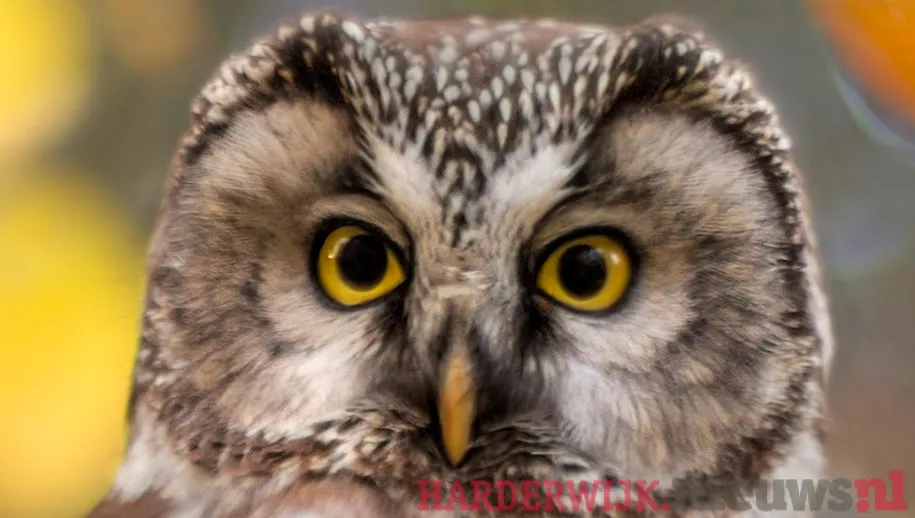 ontwerp zonder titel 87