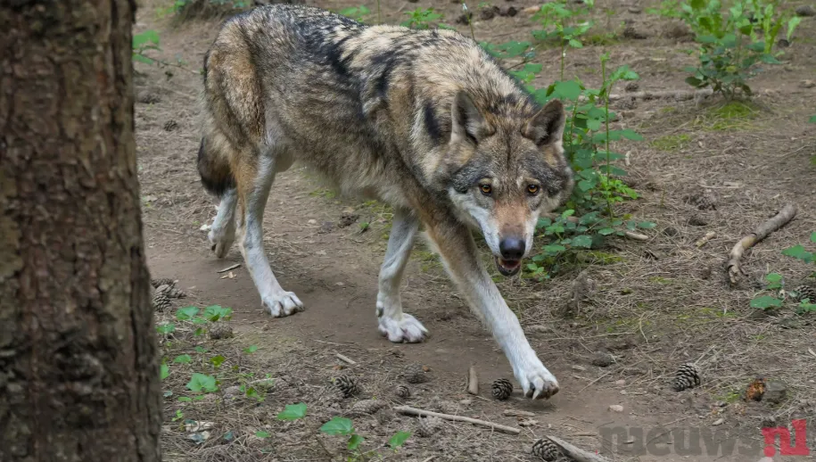 ontwerp zonder titel 98