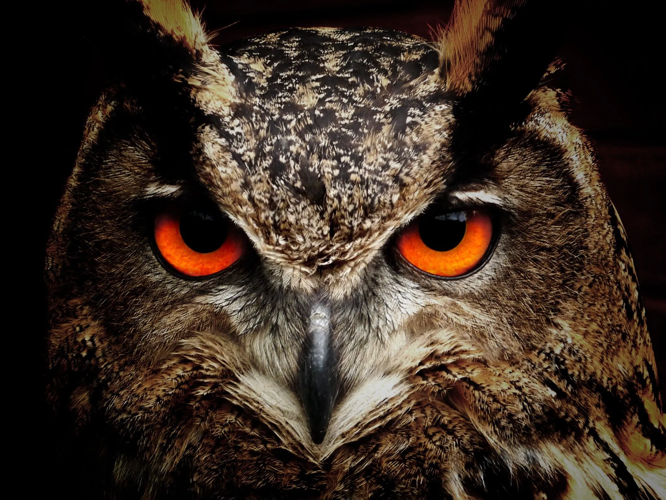 owl 50267