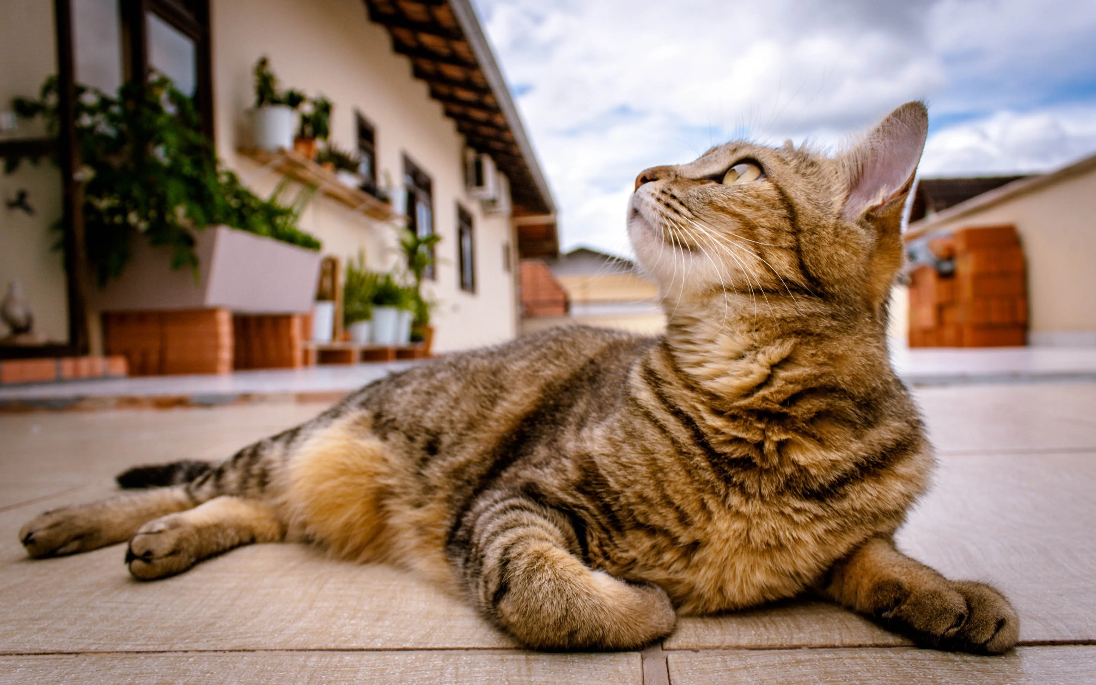 pet 1282309