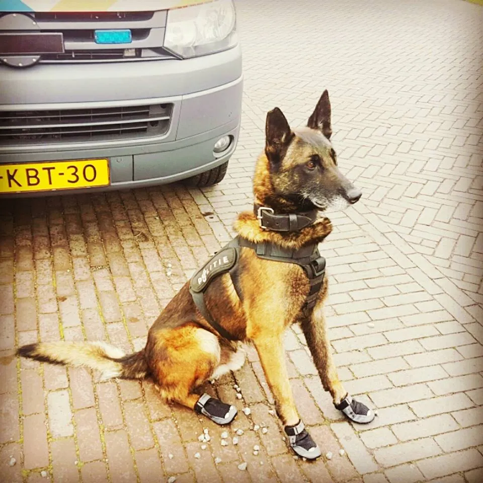 politiehond spike schoenen facebook politie zutphen