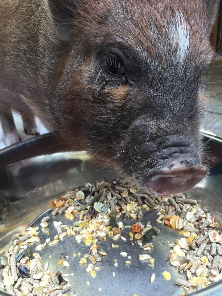 popcorn blog facebook