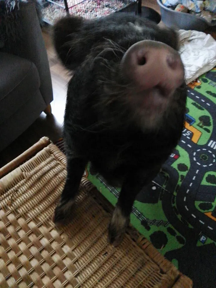 popcorn huisvarken alice zetten grift fb 11