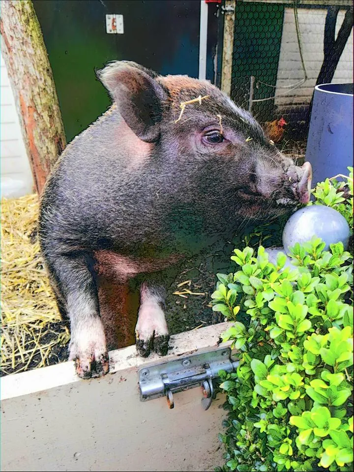 popcorn huisvarken alice zetten grift fb 7