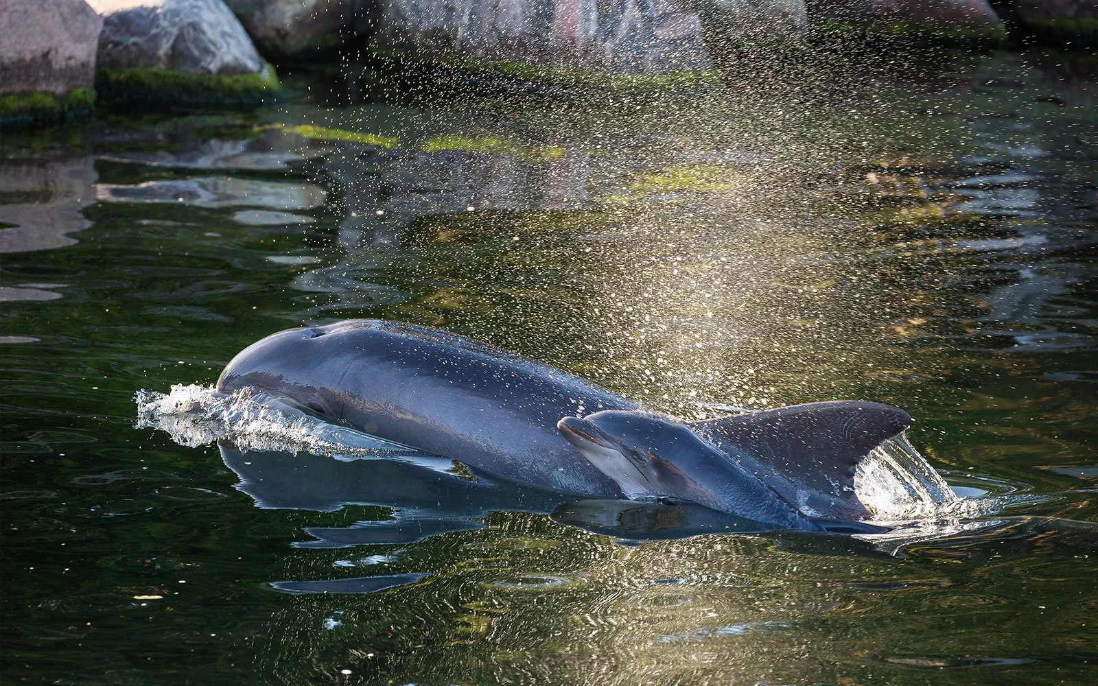 roxy kalf dolfinarium