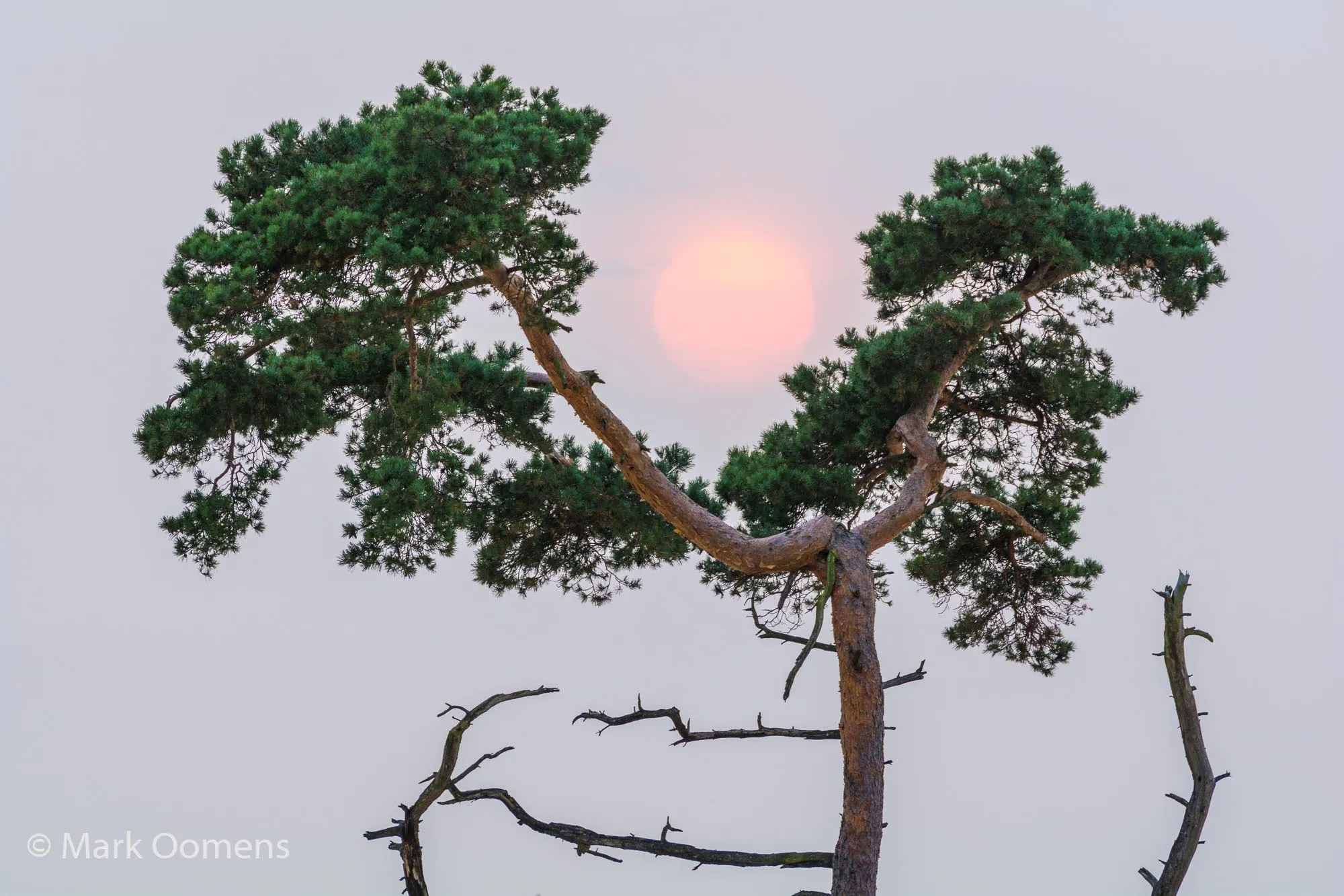 saharazon beekhuizerzand mark oomens