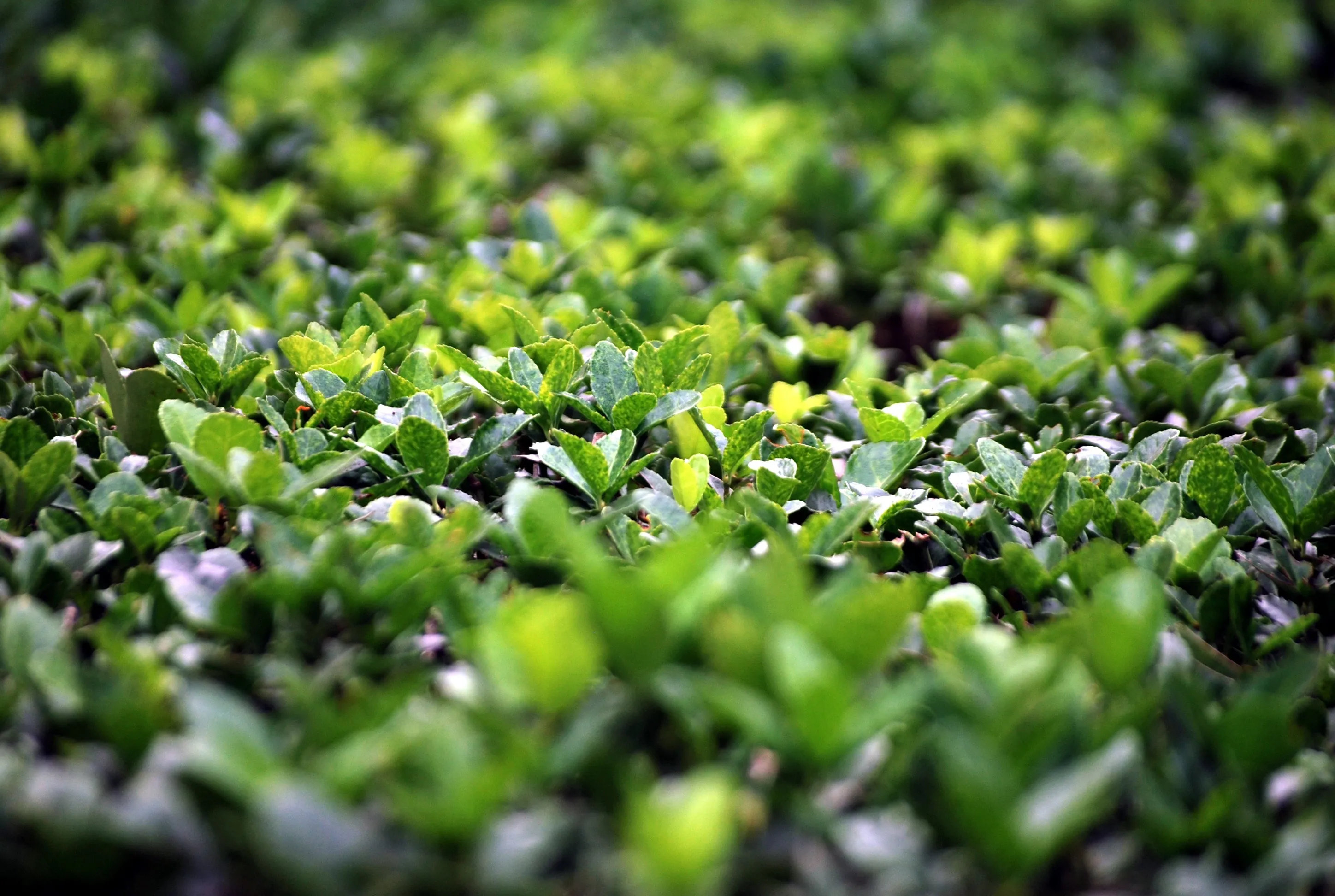 shrub 19693